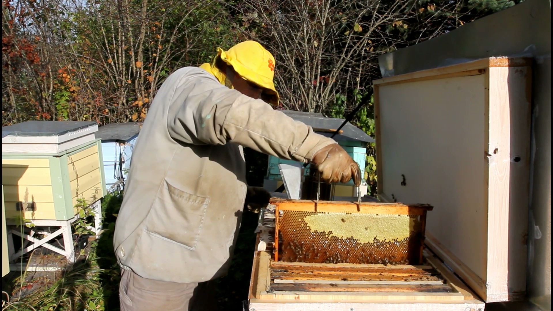 Видео пчеловодство новинки. Помещение для откачки меда. Пчелы на медосборе. Приусадебная пасека. Осташов Пчеловодство.